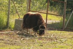 Yukon Wildlife Preserve